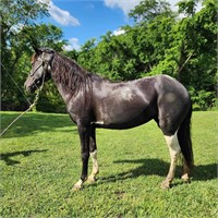 15 year old saddle pony