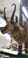 TAXIDERMY AFRICAN ANTELOPE
