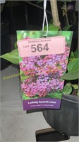 3 gallon Ludwig Spaeth Lilac (Hybrid)