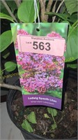 3 gallon Ludwig Spaeth Lilac (Hybrid)