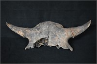 22 1/4" American Bison Skull Found in Western Iowa