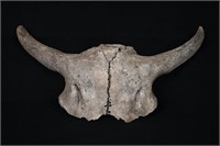 23 1/4" American Bison Skull Found in Western Iowa