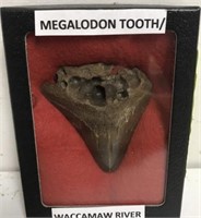 MEGALODON TOOTH FOUND IN WACCMAW RIVER