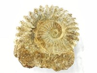 Prehistoric Ammonite Fossilized Shell
