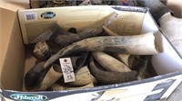 Box of bison horn shells