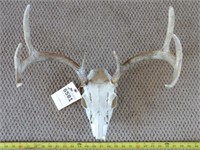 Deer  Skull 8pt