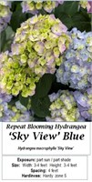 2 Rebloomer Sky View Blue Hydrangea Plants