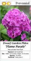 6 Purple Flame Garden Phlox Plants