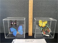 2 Key West Butterfly Farm Raised In Acrylic Case