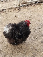 Black mottled bantam cochin frizzle rooster
