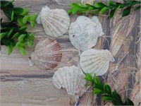 SCALLOP SHELLS ROCK STONE LAPIDARY SPECIMEN