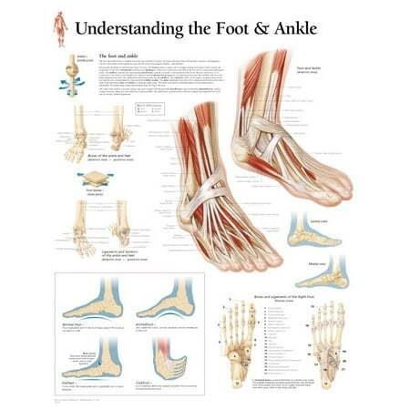 Understanding the Foot & Ankle : Wall Chart