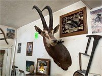Mounted African Antelope 5’ x 18” Width x 25”