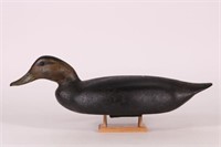 Blackduck Decoy by John Hill of Canada, Swimming