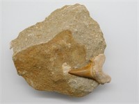 SHARK TOOTH IN MATRIX