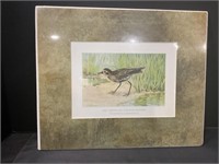 American Golden Plover Color Lithograph