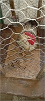 Bantam cochin rooster