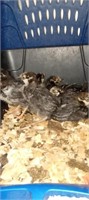 silver laced wyndotte pullet chics