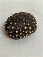 Another fossilized sea urchin