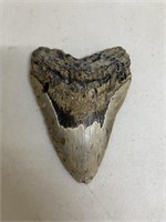 Fossilized Megalodon tooth excavated from the