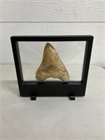 Fossilized Megalodon tooth excavated in Indonesia
