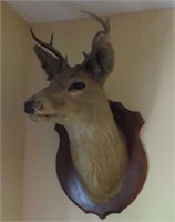 Vintage Whitetail Deer 6pt. Buck Mount