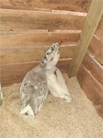 Pair White & Gray Geese - Hen Is Laying