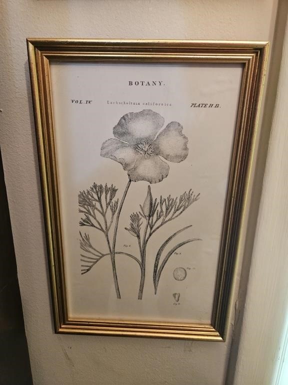 6 framed botanical prints, 7 x 11 inches