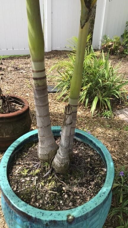 Large Potted Palm Tree