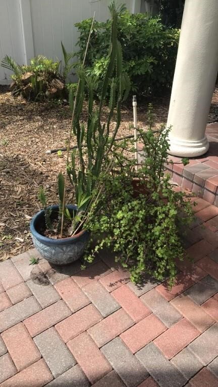 2 potted Plants