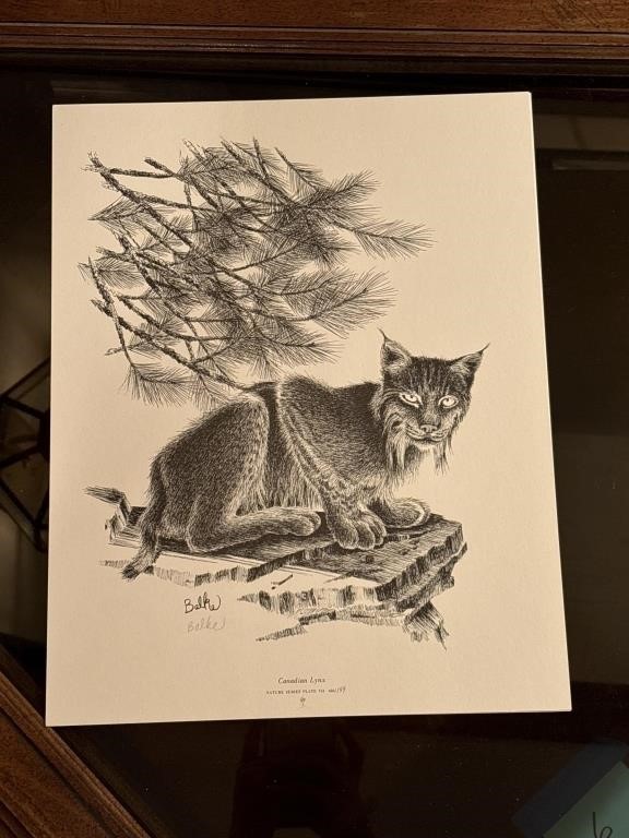 Signed & Numbered by Blake Canadian Lynx Print