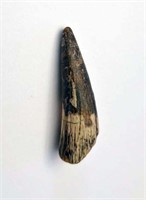 1" Suchomimus Tooth - 125 * 112 Ma Morocco