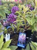 4 Lots / 1ea 1 Gal Lee's Dark Purple  Rhododendron