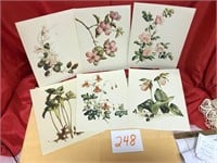 Botanical Prints Kathleen Cassel