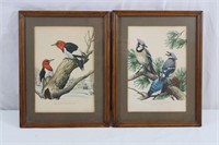 Pair 1950s Roger Tory Petersen Bird Prints