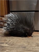 9week African porcupine used for petting zoo