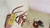 4-deer antler mounts & camo hat