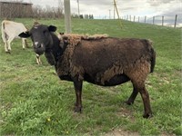 Ewe- Dorper Sheep- 2 years, appears to have belly