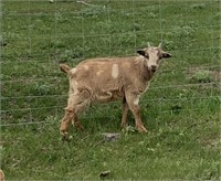 Buckling-Moonspotted Pygmy Goat-Born late 2023