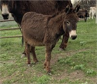 Female-Miniature Donkey-Proven, should be bred