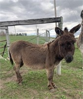 Male-Miniature Donkey-Intact, proven, docile