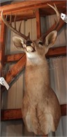 10 point Symmetric Whitetail Deer Head Mount