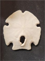 2PC SAND DOLLAR, LARGEST APPROX 3-1/2"L X 3-1/2"