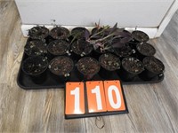 18 House Plant Starts