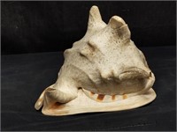 Queen conch shell with hole cut to make TV lamp