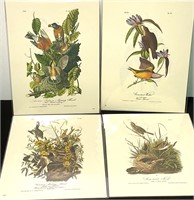 Audubon Prints