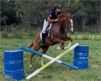 (NSW): ROSE (UNNAMED 2014) - Thoroughbred Mare