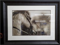 Stunning Horse Photograph By Barry Hart Framed