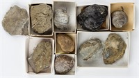 Lot of Fossils