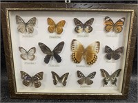 Butterflies in Frame